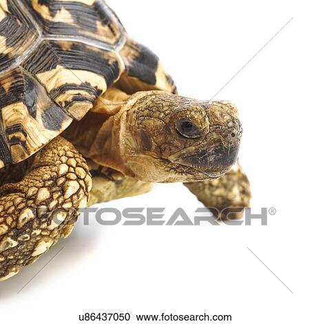 Leopard tortoise View Large Photo Image Stock Image - Leopard tortoise. Fotosearch