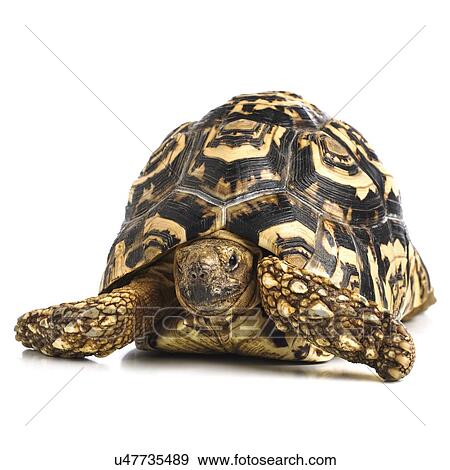 Leopard tortoise View Large Photo Image Stock Photo - Leopard tortoise. Fotosearch