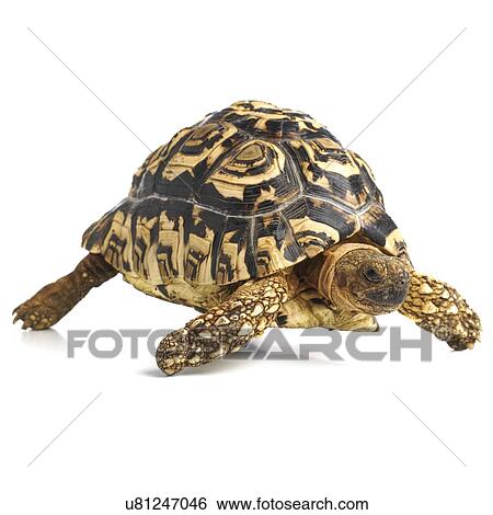 Leopard tortoise View Large Photo Image Stock Photograph - Leopard tortoise. Fotosearch