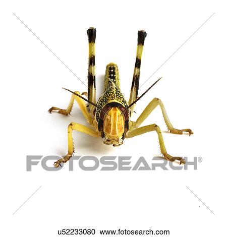 Stock Image - Locust. Fotosearch