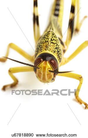 Stock Image - Locust. Fotosearch