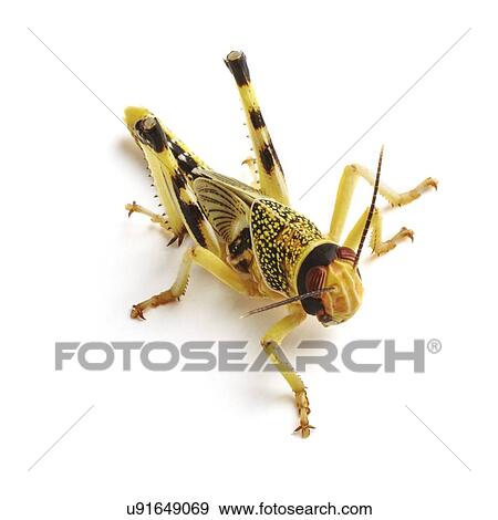 Locust View Large Photo Image Stock Photo - Locust. Fotosearch