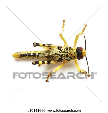 Stock Photograph - Locust. Fotosearch