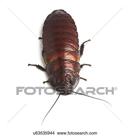 Picture - Madagascar hissing cockroach. Fotosearch