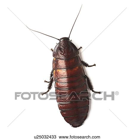 Madagascar hissing cockroach View Large Photo Image Stock Image - Madagascar hissing cockroach. Fotosearch