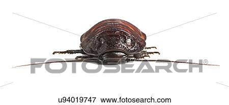 Stock Photo - Madagascar hissing cockroach. Fotosearch