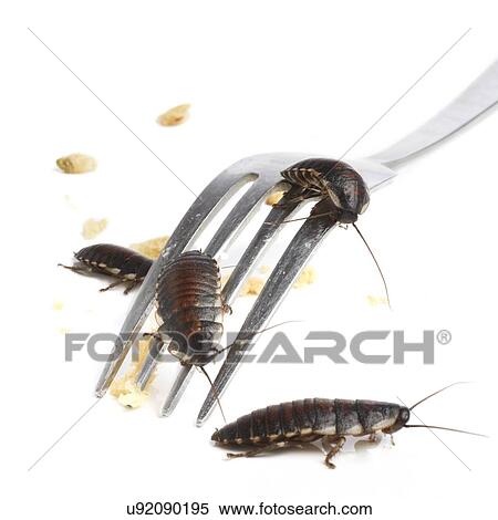 Madagascar hissing cockroaches View Large Photo Image Stock Photography - Madagascar hissing cockroaches. Fotosearch