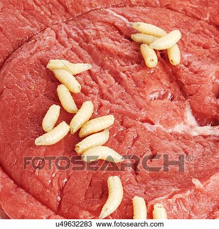 Stock Image - Maggots on meat. Fotosearch