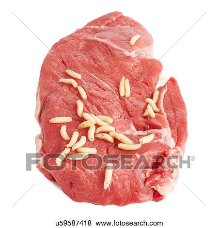 Maggots on meat View Large Photo Image Stock Photo - Maggots on meat. Fotosearch