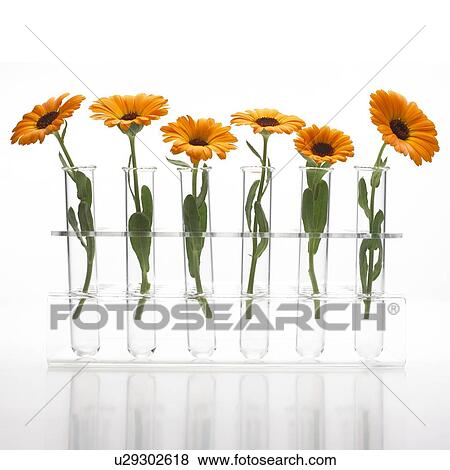 Marigold Calendula officinalis flowers View Large Photo Image Stock Photo - Marigold Calendula officinalis flowers. Fotosearch
