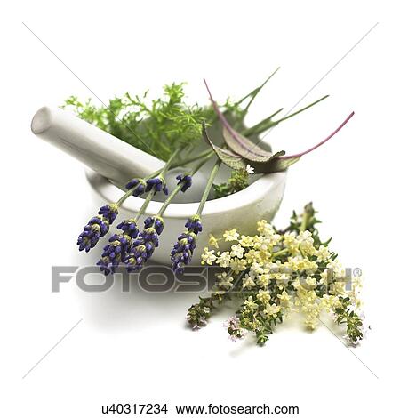 Medicinal plants, conceptual image View Large Photo Image Picture - Medicinal plants, conceptual image. Fotosearch