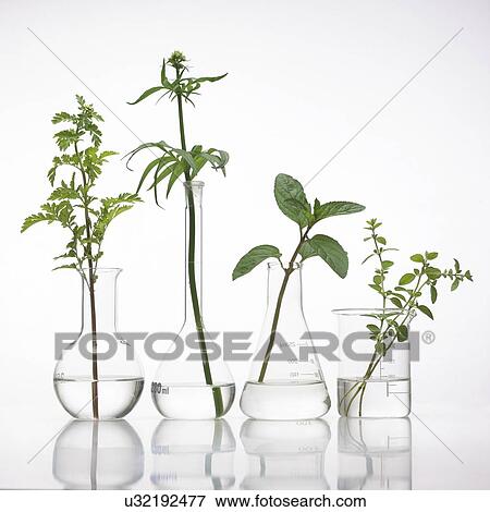 Medicinal plants, conceptual image View Large Photo Image Stock Photo - Medicinal plants, conceptual image. Fotosearch