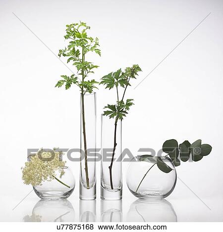Stock Photo - Medicinal plants, conceptual image. Fotosearch