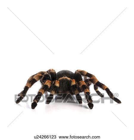 Mexican redknee tarantula View Large Photo Image Stock Image - Mexican redknee tarantula. Fotosearch