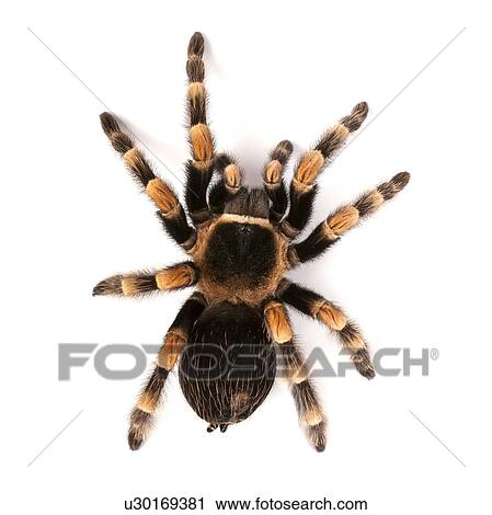 Mexican redknee tarantula View Large Photo Image Stock Image - Mexican redknee tarantula. Fotosearch