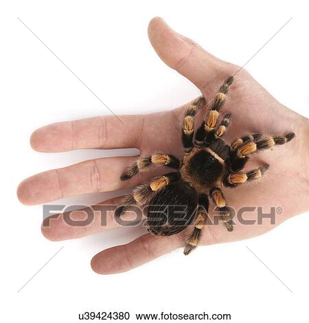 Stock Image - Mexican redknee tarantula. Fotosearch