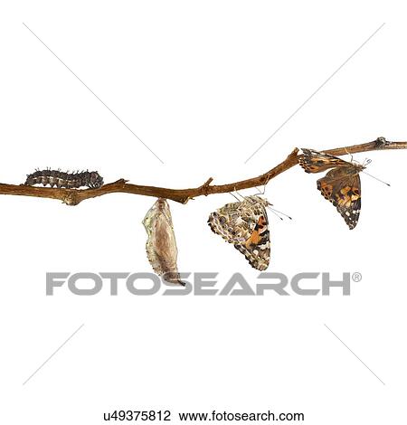 Stock Image - Painted lady butterfly life cycle. Fotosearch