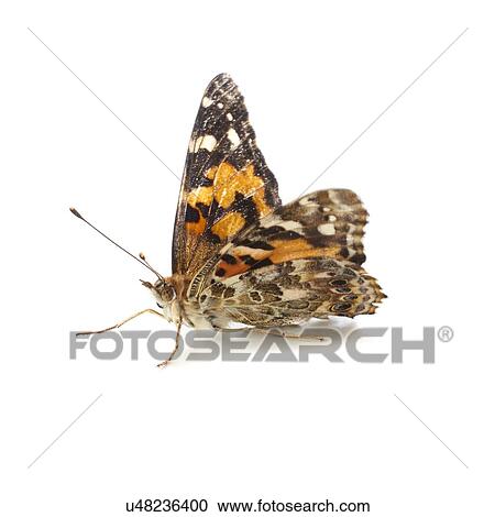 Stock Image - Painted lady butterfly. Fotosearch