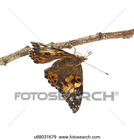 Painted lady butterfly View Large Photo Image Stock Photo - Painted lady butterfly. Fotosearch