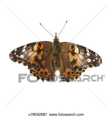 Stock Photo - Painted lady butterfly. Fotosearch
