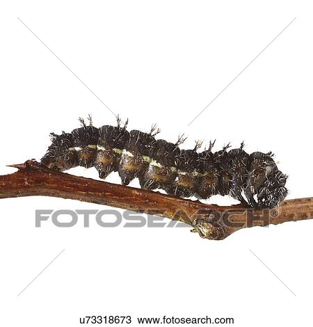 Stock Image - Painted lady caterpillar. Fotosearch