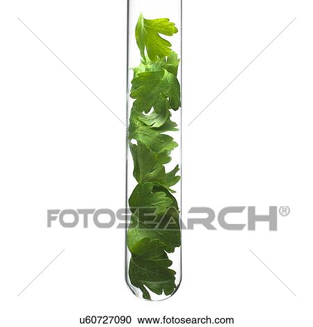 Parsley leaves in a test tube View Large Photo Image Stock Image - Parsley leaves in a test tube. Fotosearch