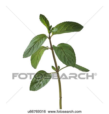 Stock Photograph - Peppermint Mentha x piperita. Fotosearch