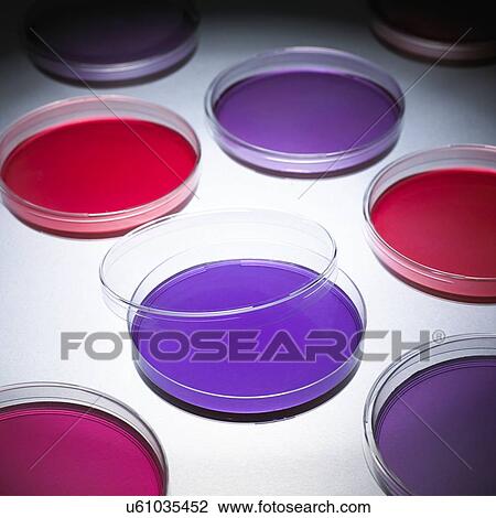 Petri dishes View Large Photo Image Stock Image - Petri dishes. Fotosearch