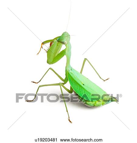 Praying mantis View Large Photo Image Stock Image - Praying mantis. Fotosearch
