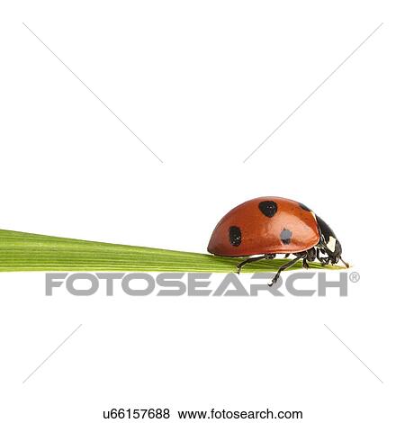Stock Photo - Seven-spot ladybird. Fotosearch