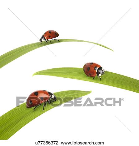 Seven-spot ladybirds View Large Photo Image Stock Image - Seven-spot ladybirds. Fotosearch