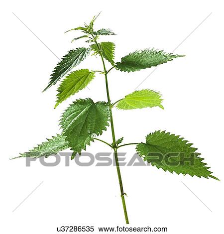 Stinging nettle Urtica dioica View Large Photo Image Stock Photography - Stinging nettle Urtica dioica. Fotosearch