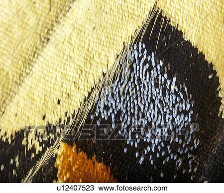 Swallowtail butterfly wing View Large Photo Image Stock Image - Swallowtail butterfly wing. Fotosearch