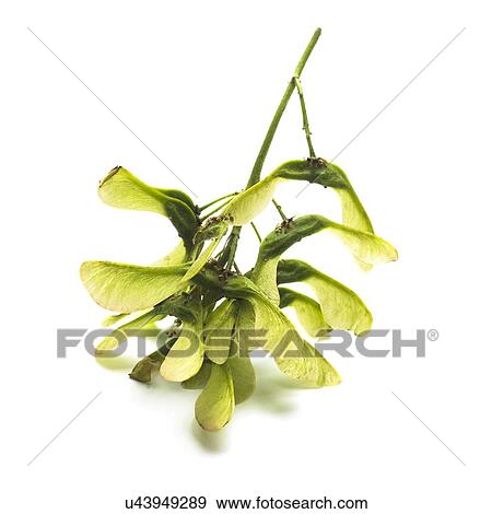 Stock Photo - Sycamore Acer pseudoplatanus seeds. Fotosearch