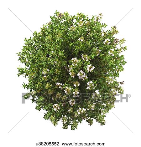 Stock Image - Thyme Thymus vulgaris plant. Fotosearch