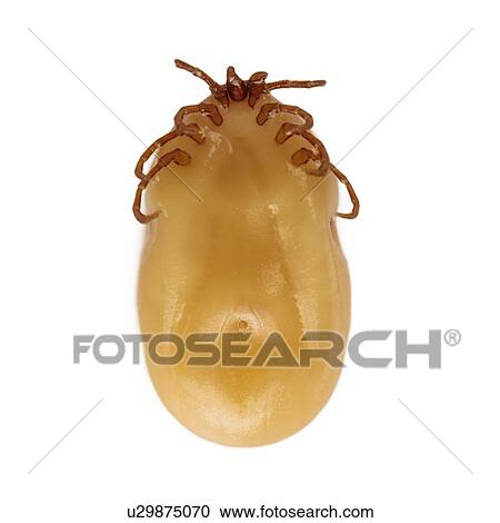 Stock Image - Tick. Fotosearch