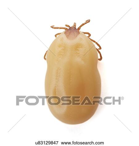 Tick View Large Photo Image Stock Photo - Tick. Fotosearch