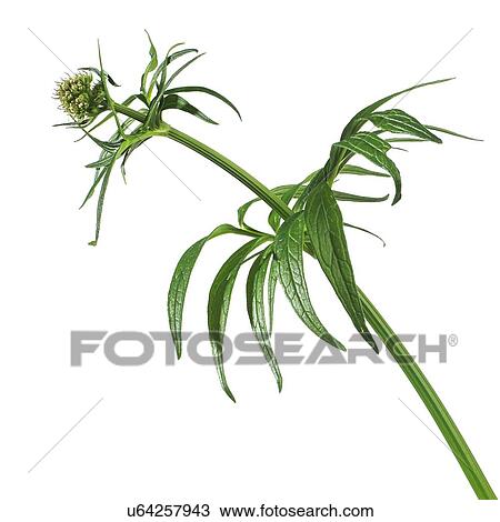 Stock Image - Valerian Valeriana officinalis. Fotosearch