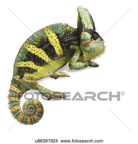 Veiled chameleon View Large Photo Image Picture - Veiled chameleon. Fotosearch
