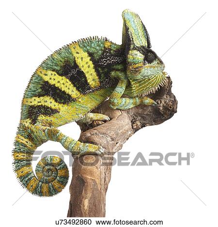 Stock Image - Veiled chameleon. Fotosearch