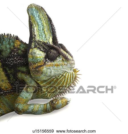 Veiled chameleon View Large Photo Image Stock Photo - Veiled chameleon. Fotosearch