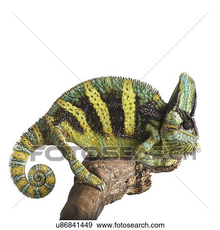 Stock Photo - Veiled chameleon. Fotosearch