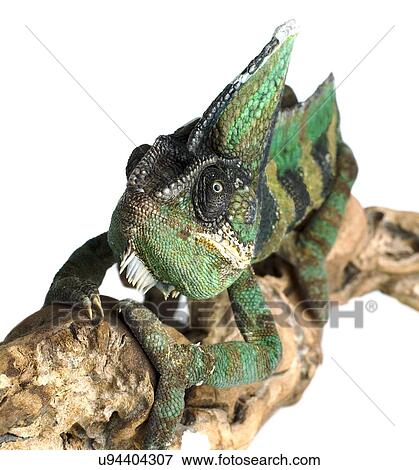 Veiled chameleon View Large Photo Image Stock Photo - Veiled chameleon. Fotosearch