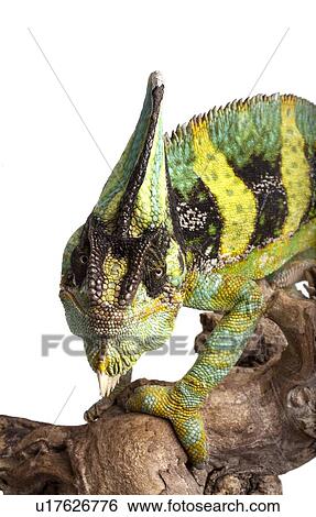Stock Photograph - Veiled chameleon. Fotosearch