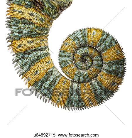 Veiled chameleon tail View Large Photo Image Stock Photography - Veiled chameleon tail. Fotosearch