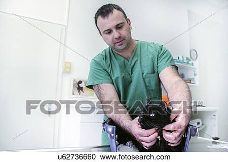 Stock Image - Vet examining a cat. Fotosearch