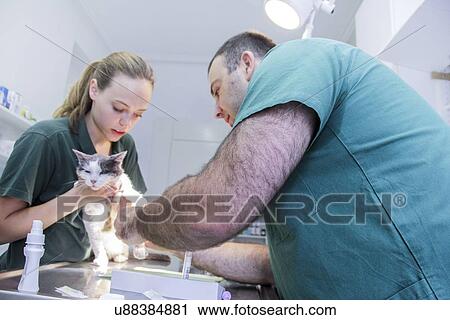 Stock Image - Vet examining a cat. Fotosearch