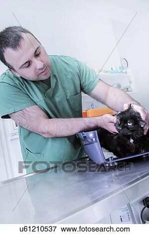 Stock Photo - Vet examining a cat. Fotosearch