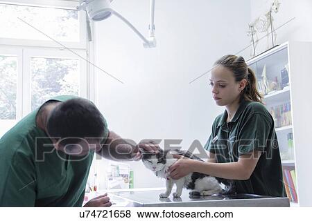 Vet examining a cat View Large Photo Image Stock Photo - Vet examining a cat. Fotosearch