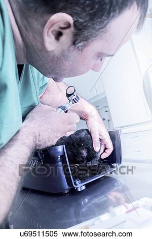 Stock Photography - Vet examining a cat. Fotosearch